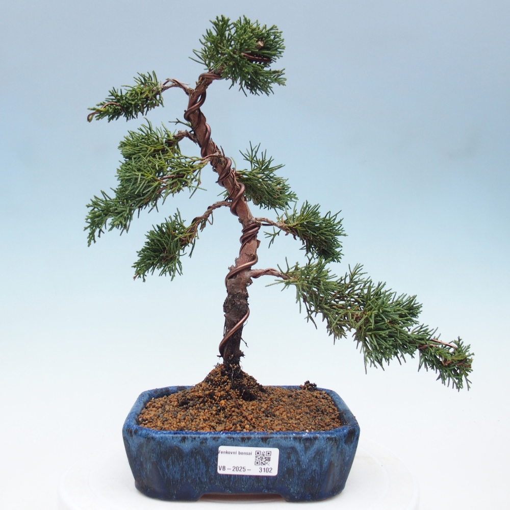 Bonsai im Freien - Juniperus chinensis Kishu - Chinesischer Wacholder