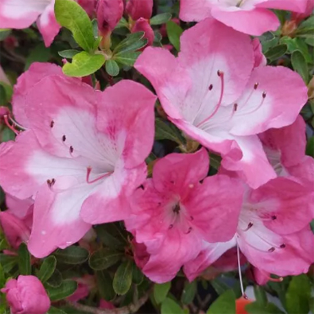 Bonsai für draußen - Japanische Azalee - Azalea Shunen