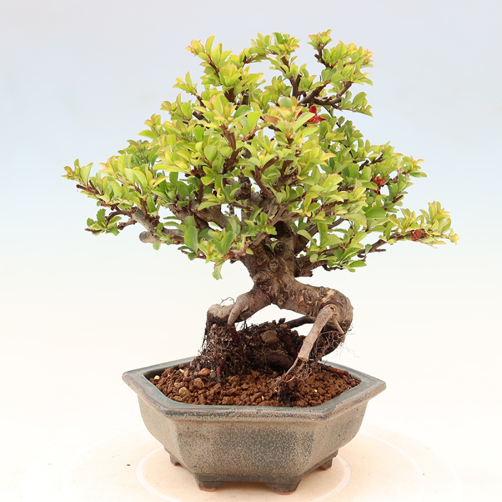 Bonsai für draußen - Chaneomeles speciosa Chojubai