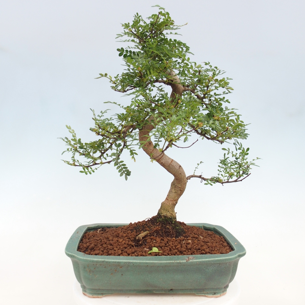Zimmerbonsai - Zantoxylum piperitum - Pfefferbaum