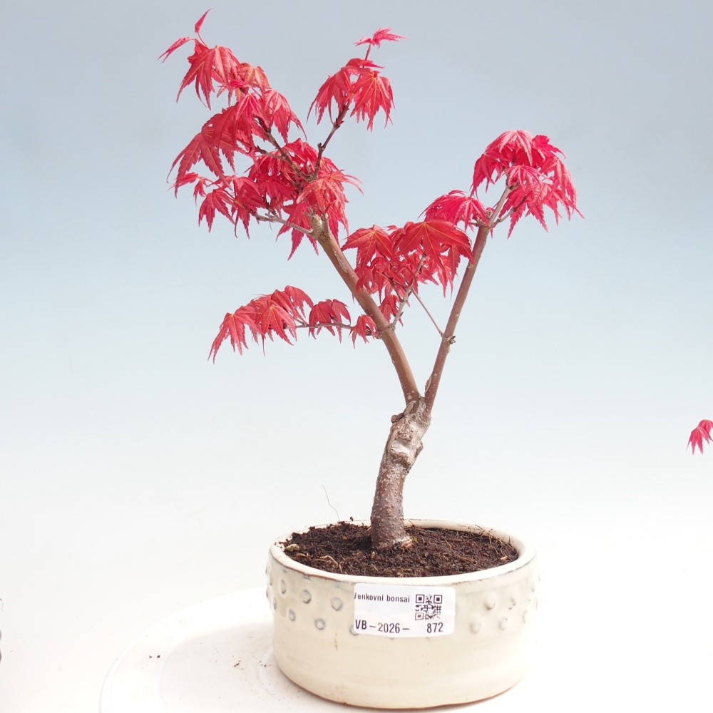 Bonsai für draußen - Acer palmatum DESHOJO