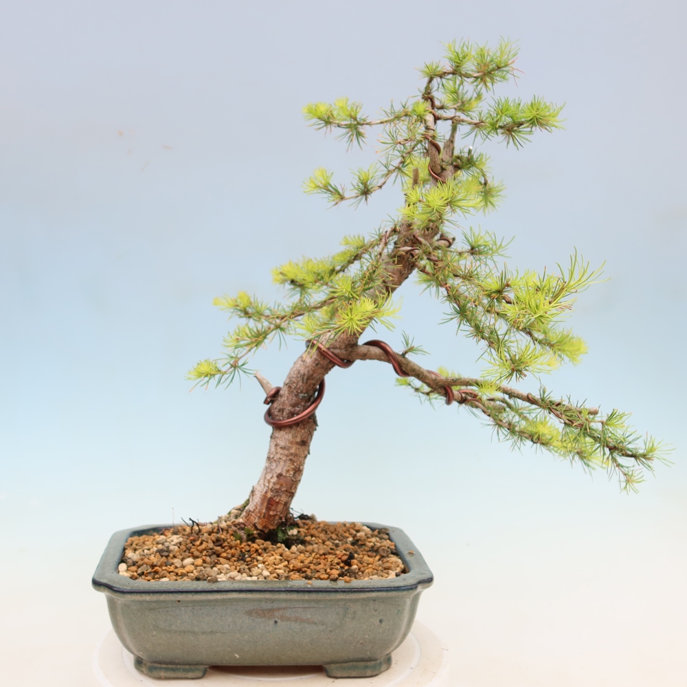 Bonsai für draußen -Larix decidua - Lärche