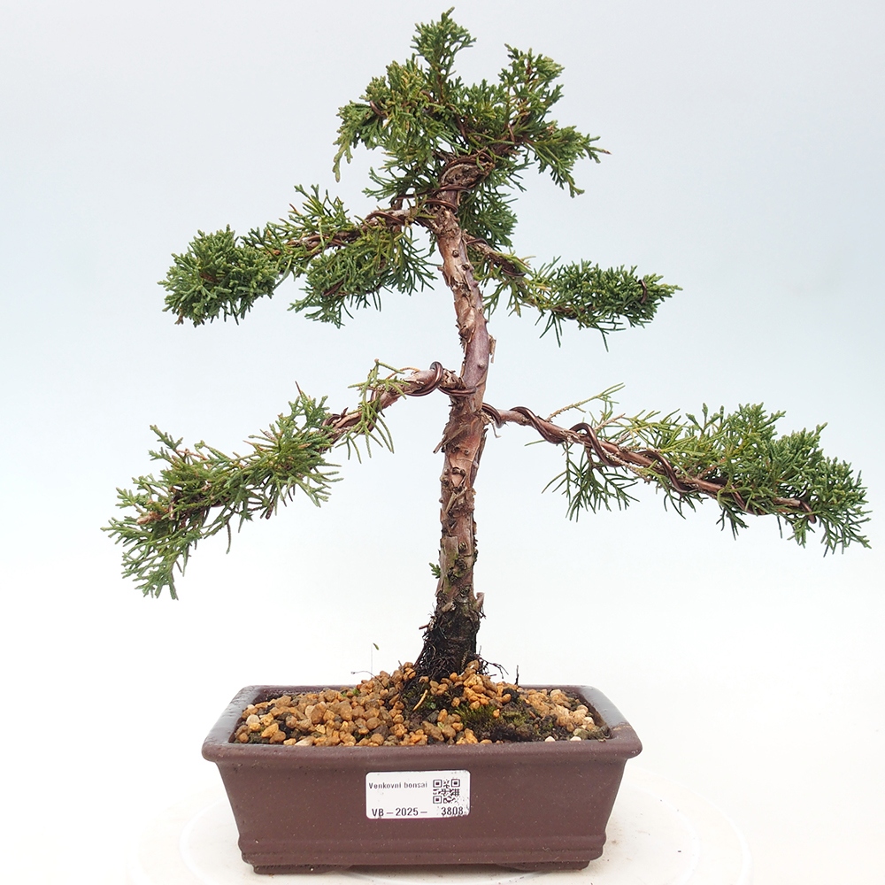 Bonsai für draußen - Juniperus chinensis Kishu