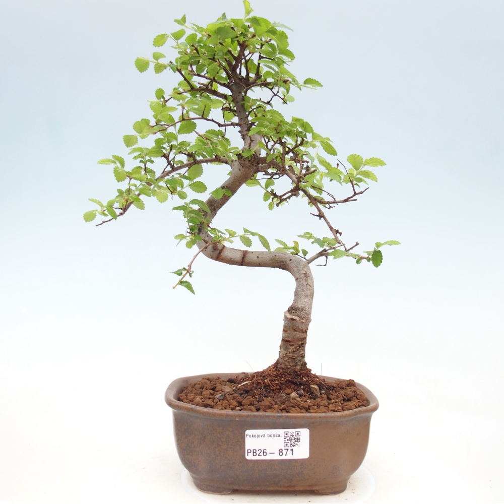 Zimmerbonsai - Ulmus parvifolia - Kleinblättrige Ulme