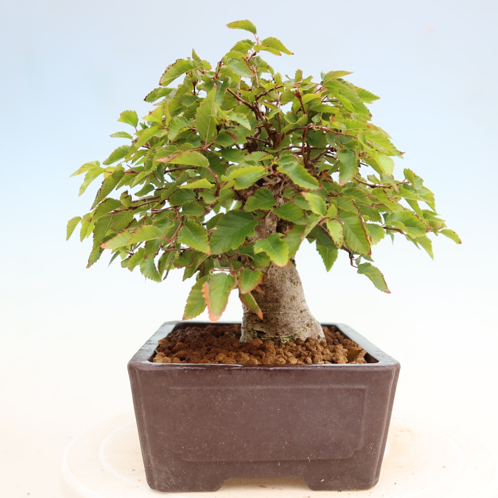 Bonsai für draußen - Karpinus Coreana - Koreanische Hainbuche