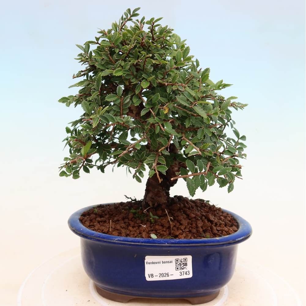 Bonsai für draußen - Zelkova - Zelkova NIRE