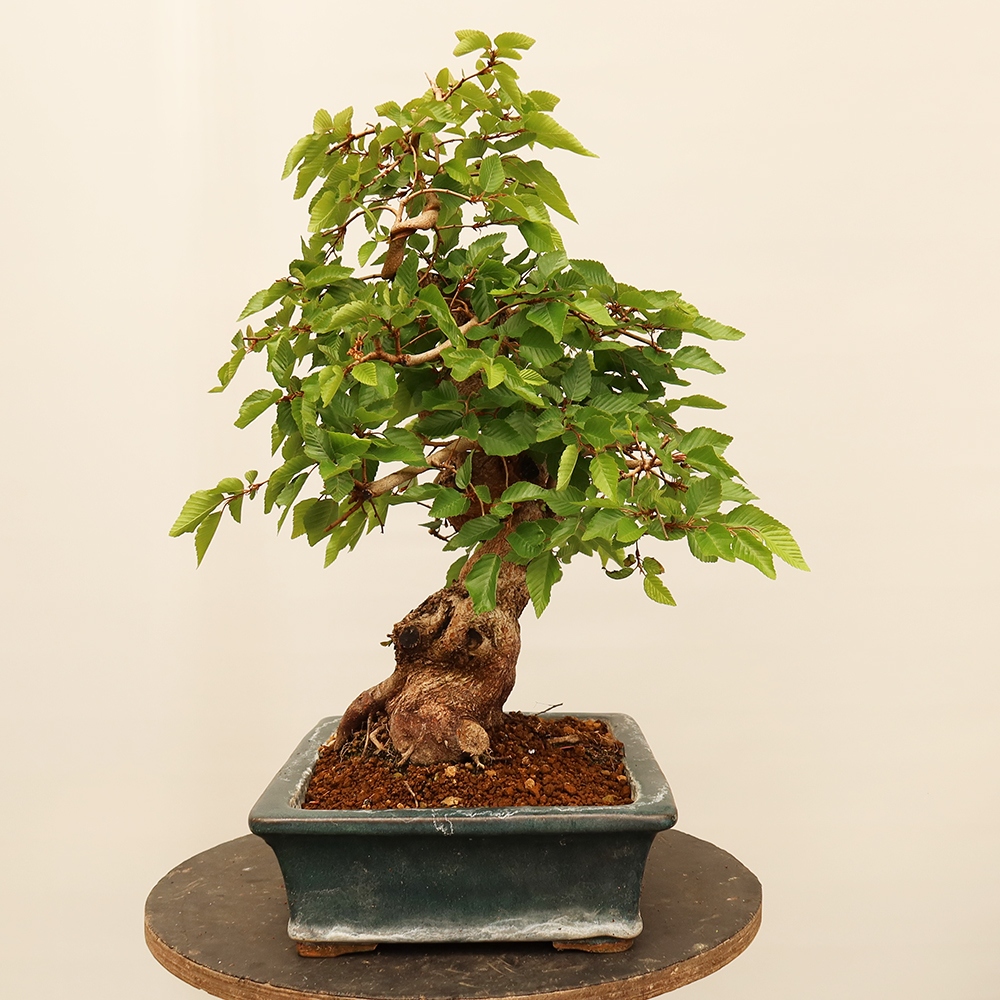 Bonsai im Freien - Carpinus Coreana - Koreanische Hainbuche