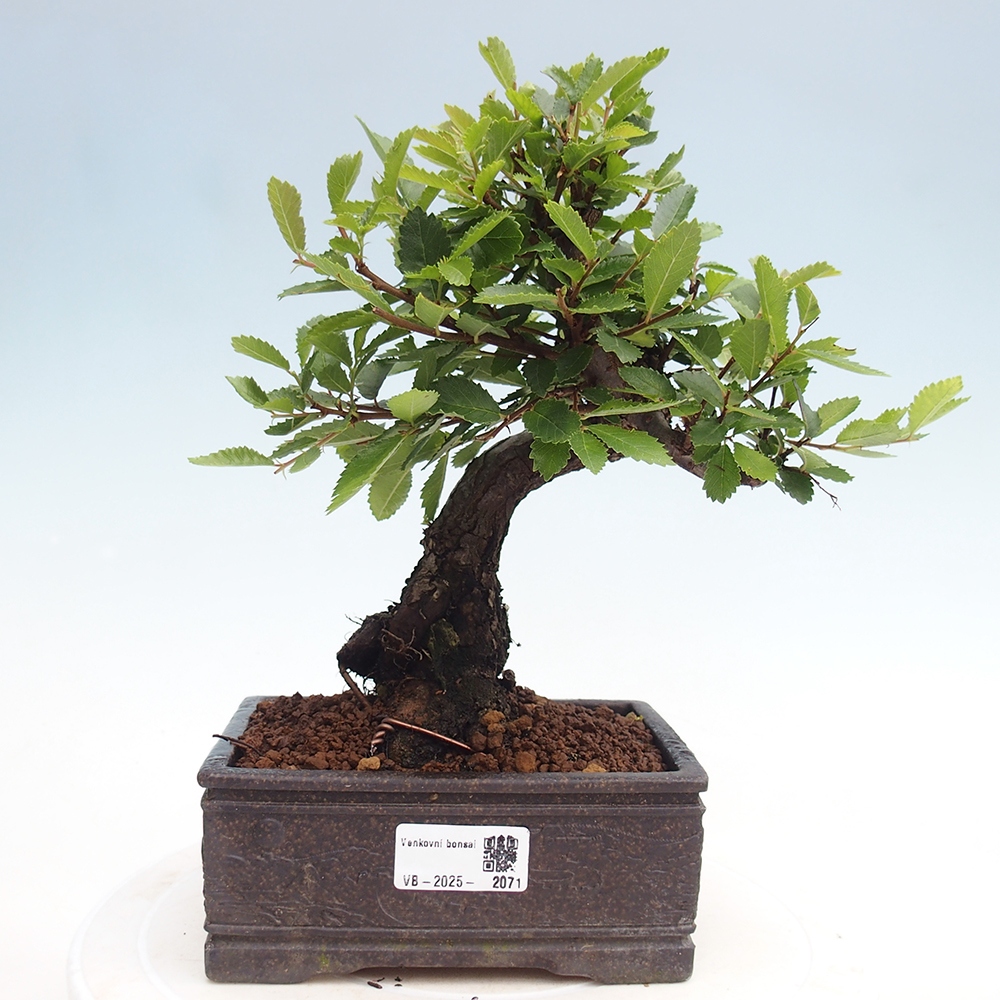 Bonsai im Freien - Zelkova - Zelkova NIRE
