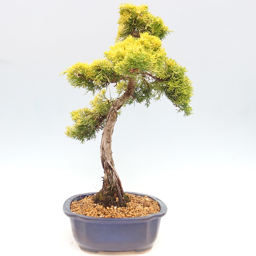 Bonsai im Freien - Juniperus chinensis plumosa aurea - Chinesischer Goldwacholder