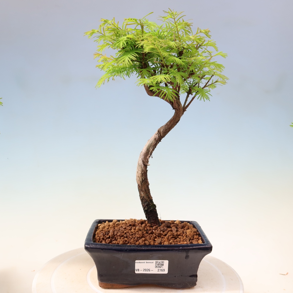Bonsai für draußen - Metasequoia glyptostroboides - Chinesische Metasequoia
