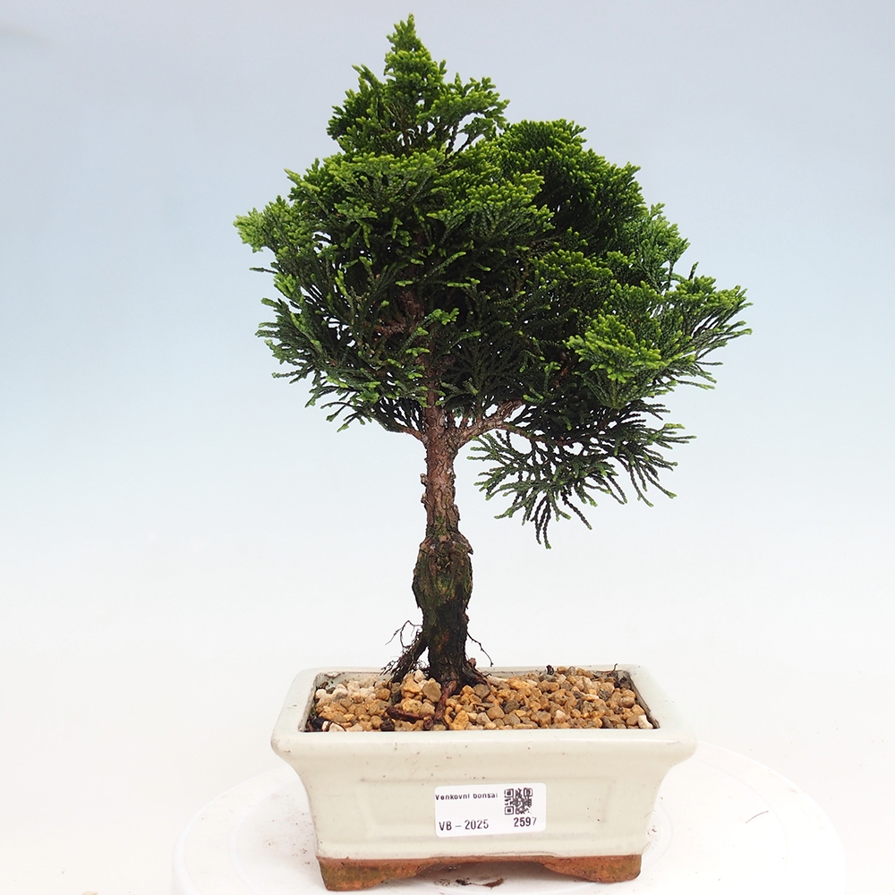 Outdoor-Bonsai - Cham.pis obtusa Nana Gracilis - Zypresse