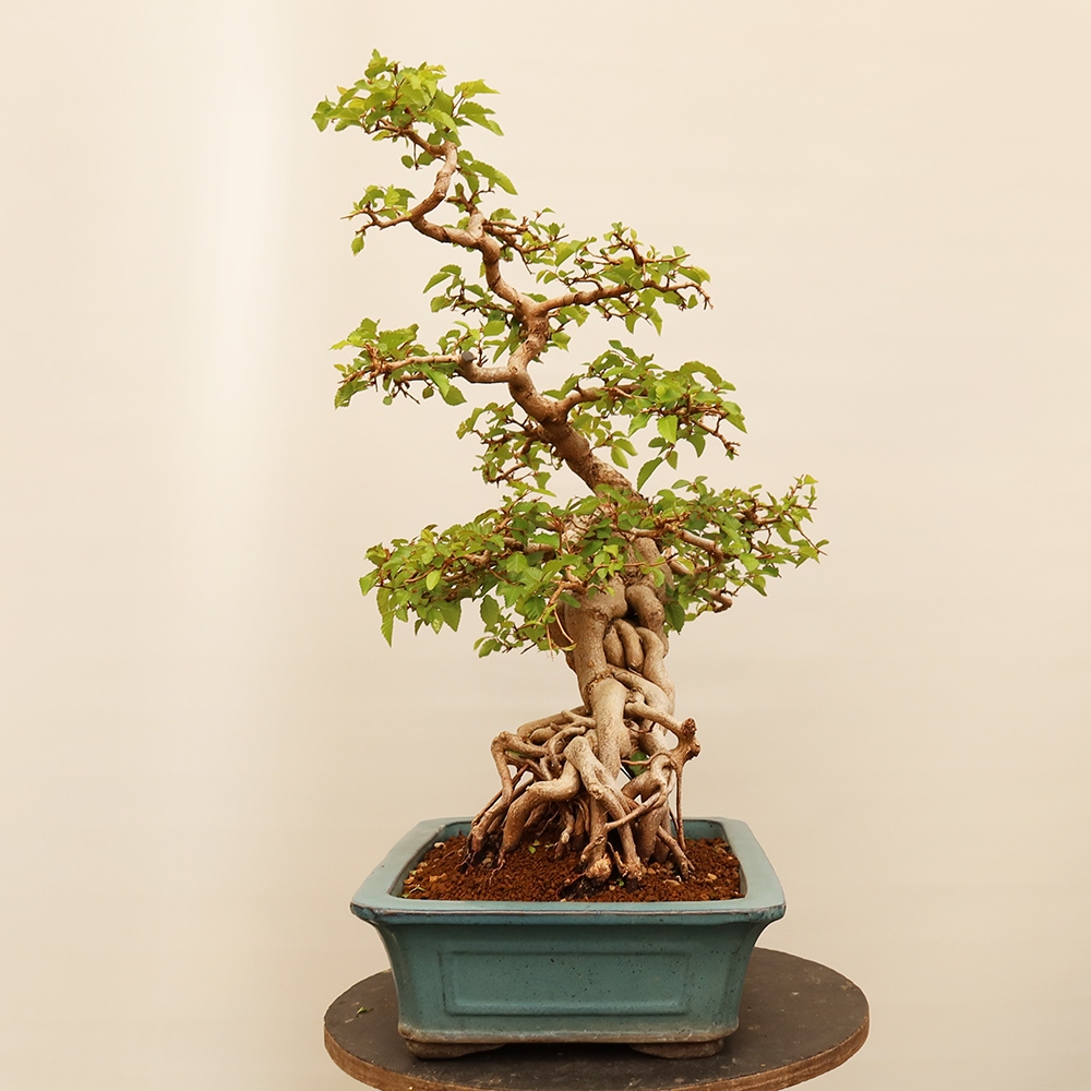 Bonsai im Freien - Carpinus Coreana - Koreanische Hainbuche