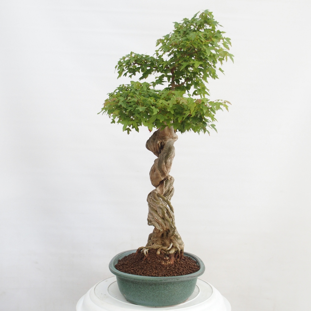Bonsai im Freien - Ahorn Buergerianum - Burger Maple