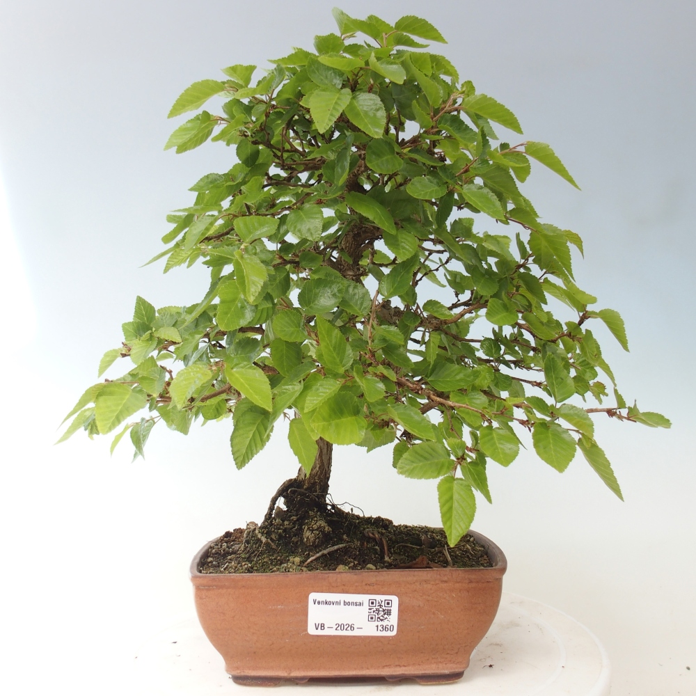 Bonsai für draußen -Carpinus CARPINOIDES - Koreanische Hainbuche