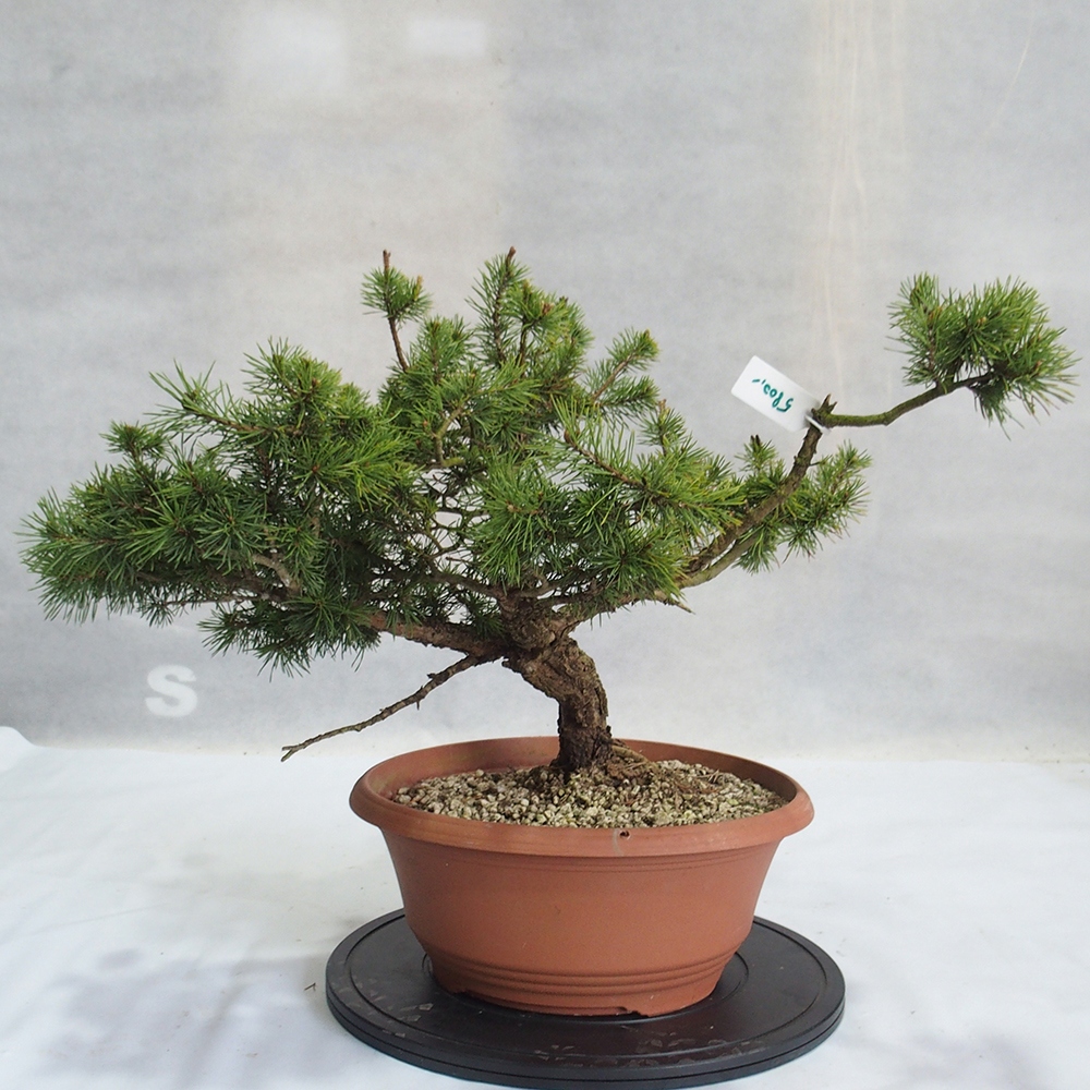Yamadori - Pinus sylvestris 
