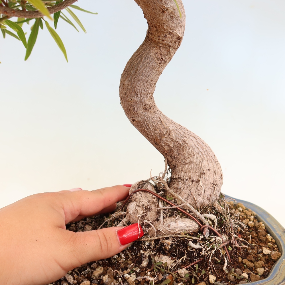 Zimmerbonsai - Ficus nerifolia - Kleinblättriger Ficus