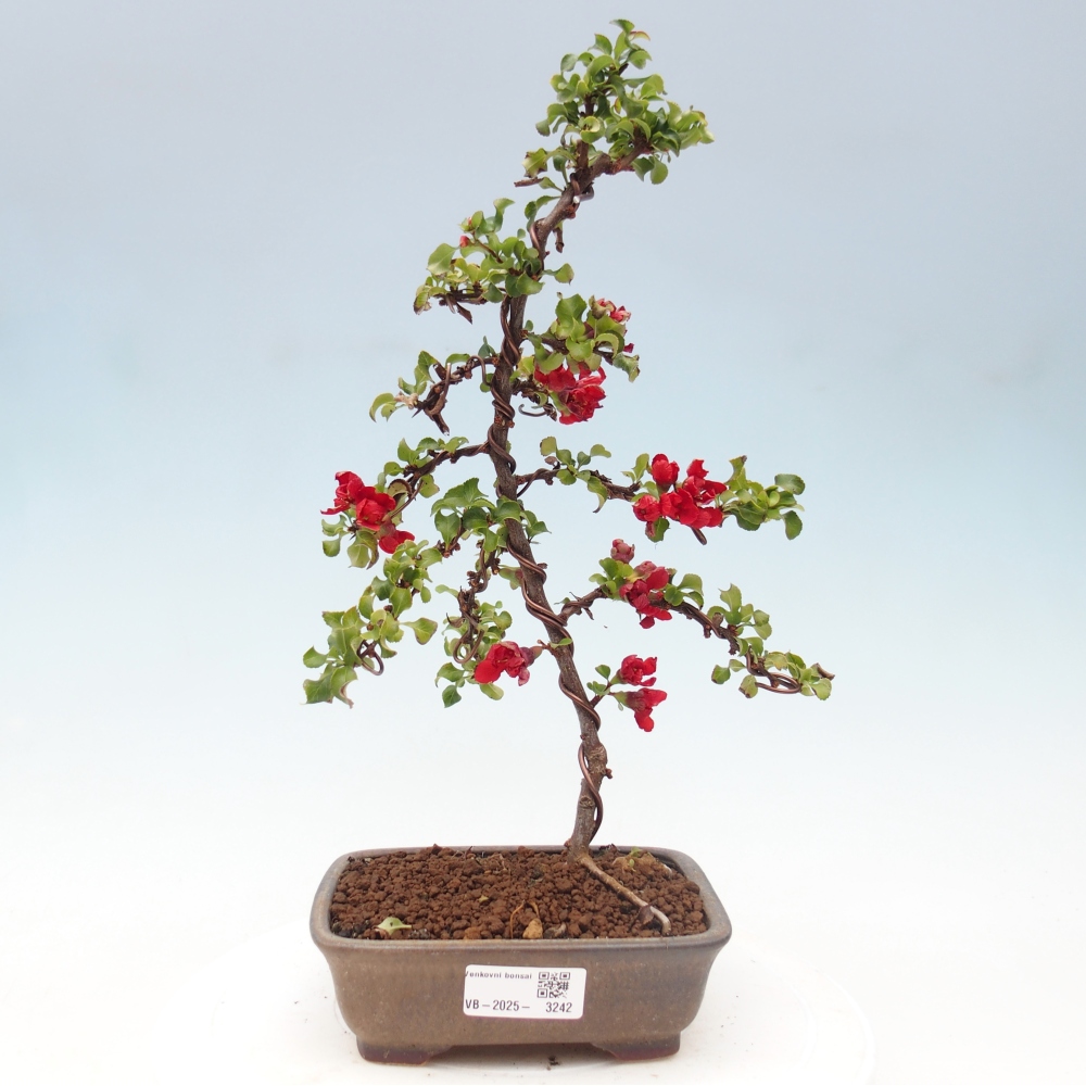 Außen Bonsai - Chaenomeles mit Red Joy -. Quitte