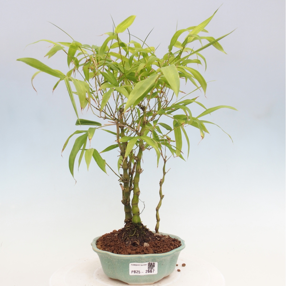 Zimmerbonsai - Bambus-Buddha-Bambus-Buddha-Bauch