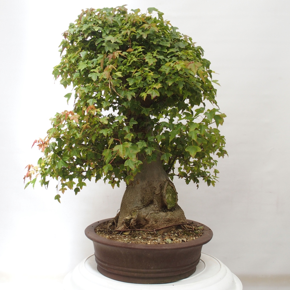 Bonsai im Freien - Ahorn Buergerianum - Burger Maple