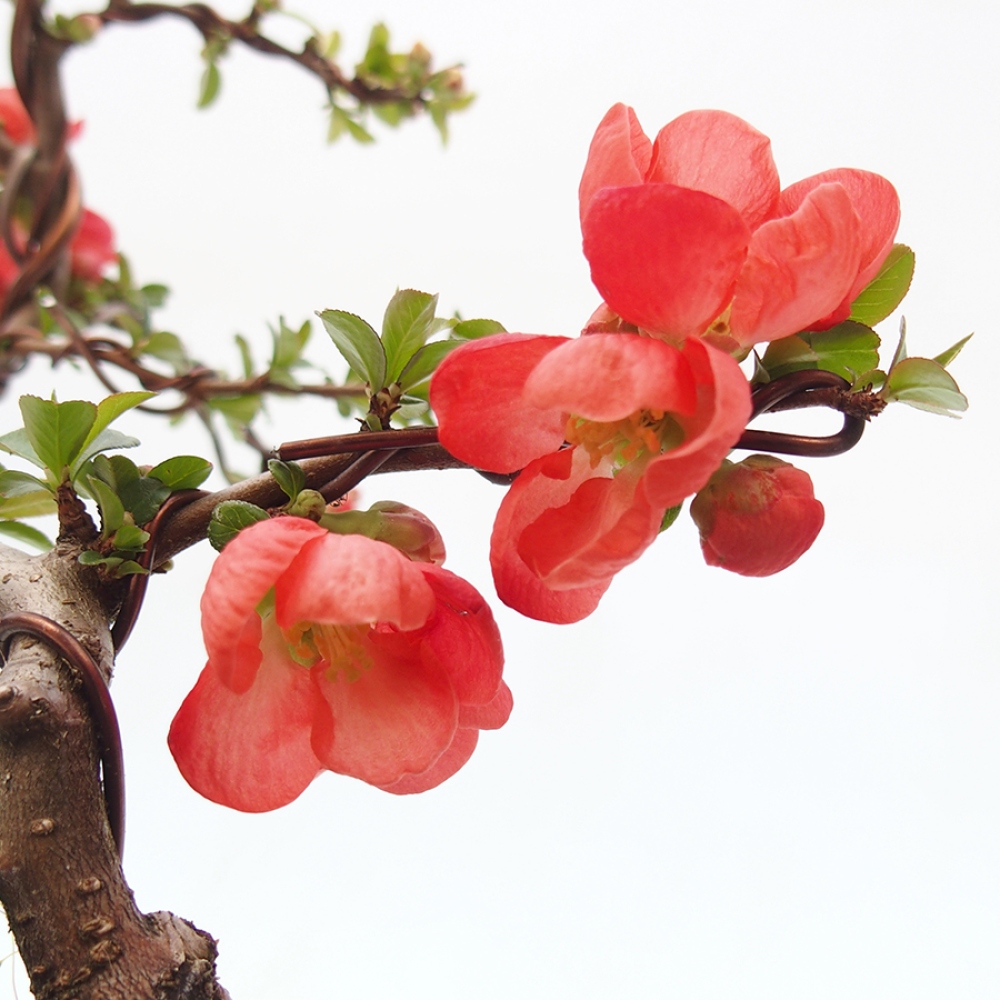 Außen Bonsai - Chaenomeles mit Red Trail -. Quitte