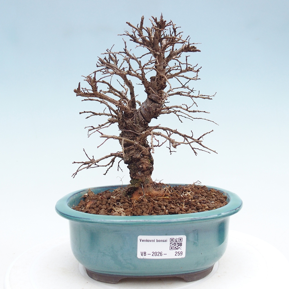 Bonsai für draußen - Zelkova - Zelkova NIRE