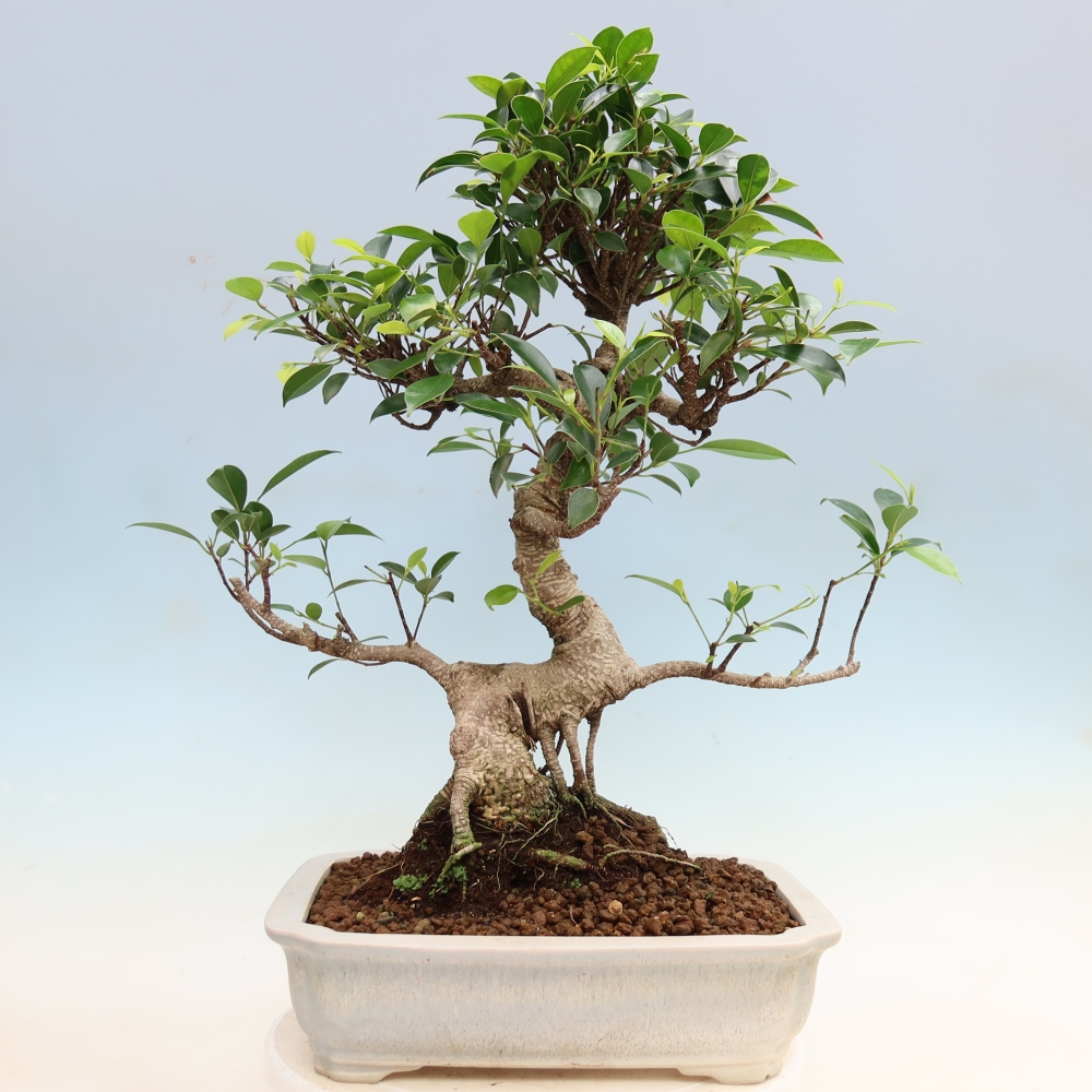 Zimmerbonsai - Ficus kimmen - Kleinblättriger Ficus