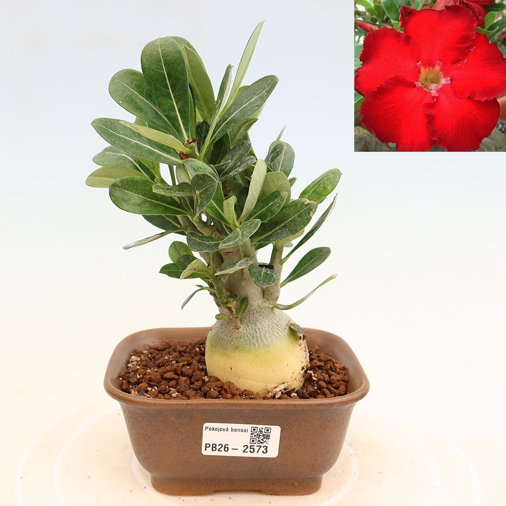 Zimmerbonsai – Adenium obesum „Red Star“ – Wüstenrose