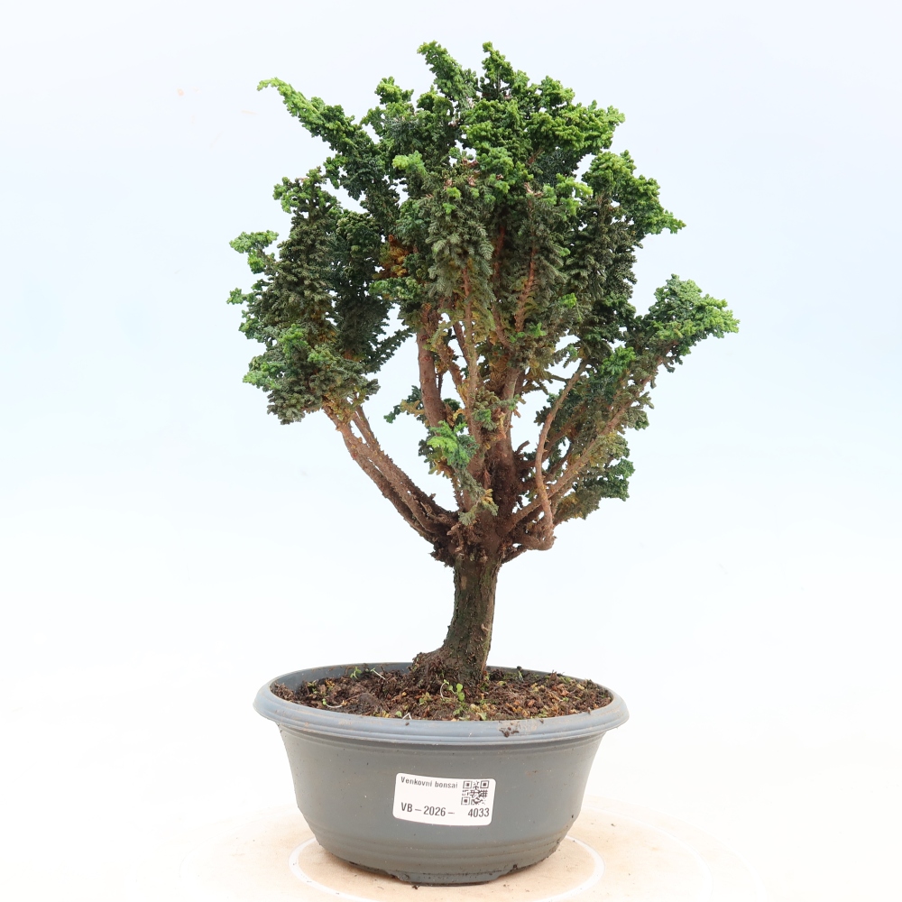 Bonsai für draußen - Cham. obtusa SEKKA HINOKI - Zypresse