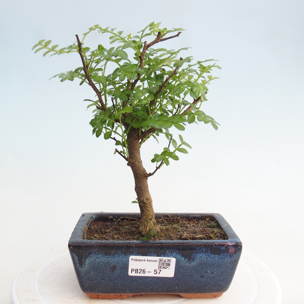 Indoor-Bonsai - Zantoxylum piperitum - Pfefferminze