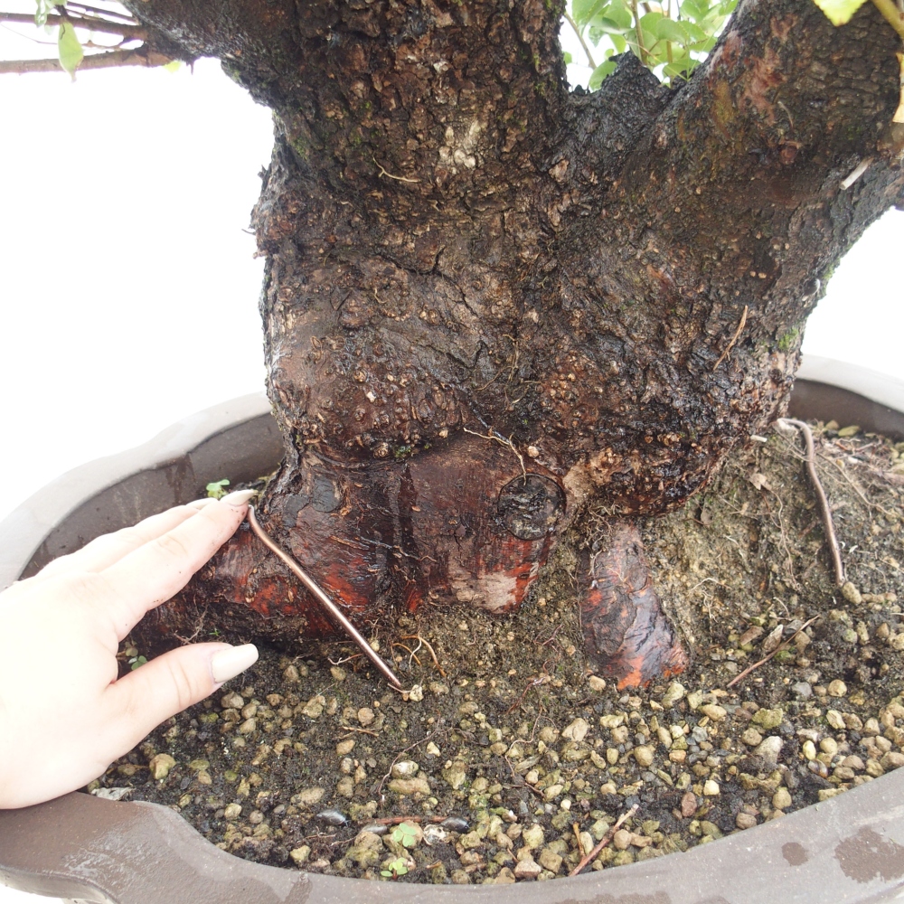 Bonsai im Freien - Mahalebka - Prunus mahaleb