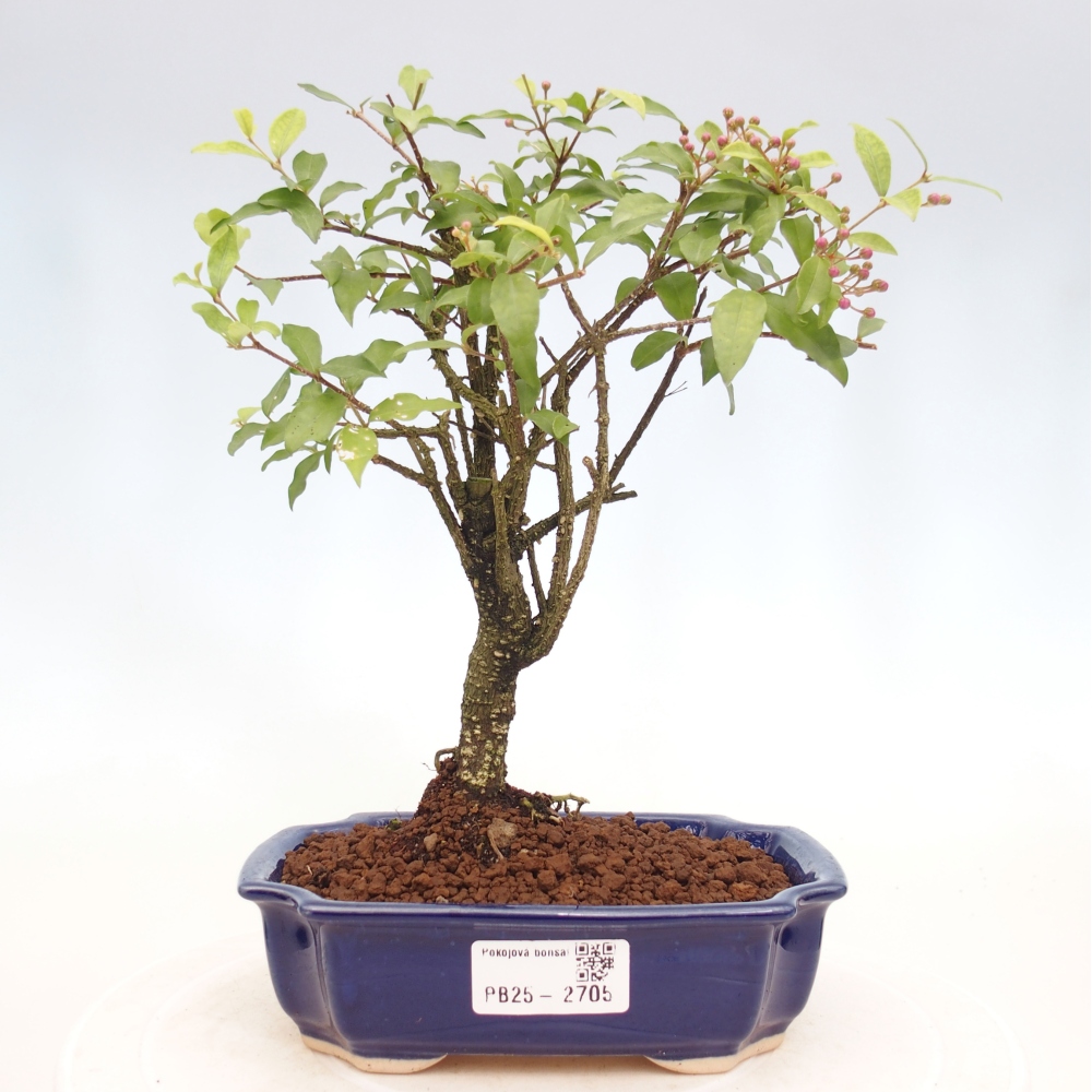 Zimmerbonsai - Malpighia coccigera - Barbdor-Kirsche