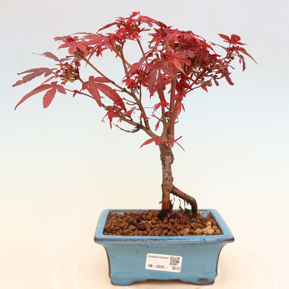 Bonsai für den Außenbereich – Palmenblättriger Ahorn – Acer palmatum „Berry Broom“ 
