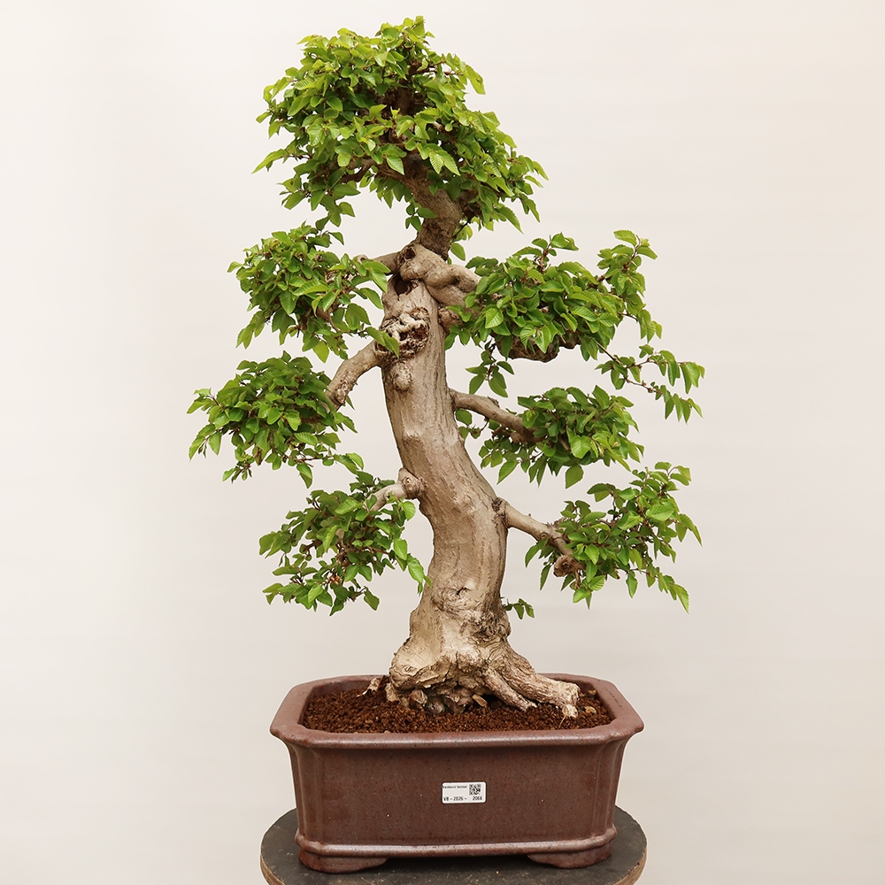 Bonsai im Freien - Carpinus Coreana - Koreanische Hainbuche