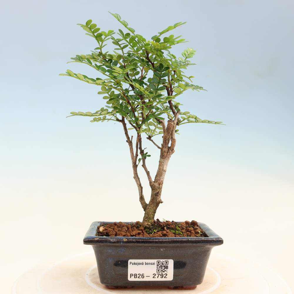 Zimmer Bonsai - Zantoxylum piperitum - Pfefferbaum