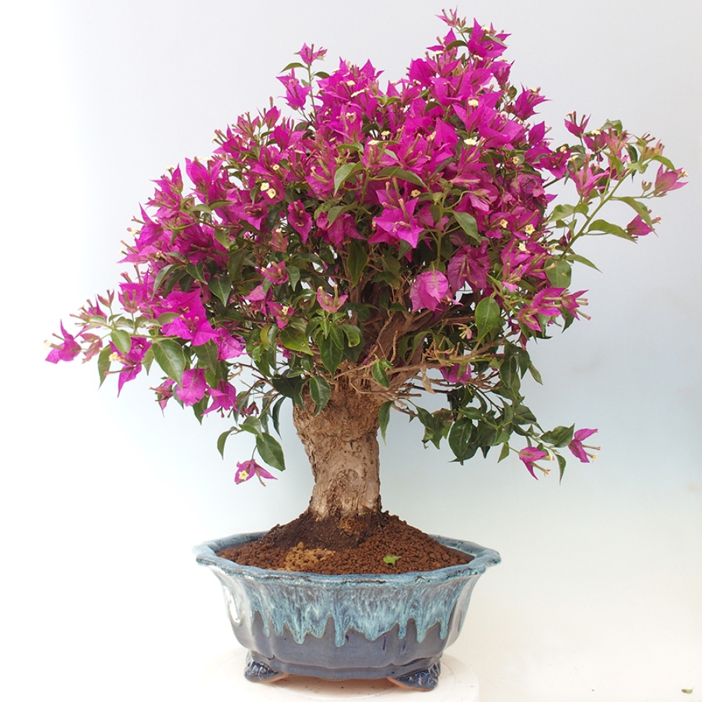 Indoor Bonsai - Bouganwilea