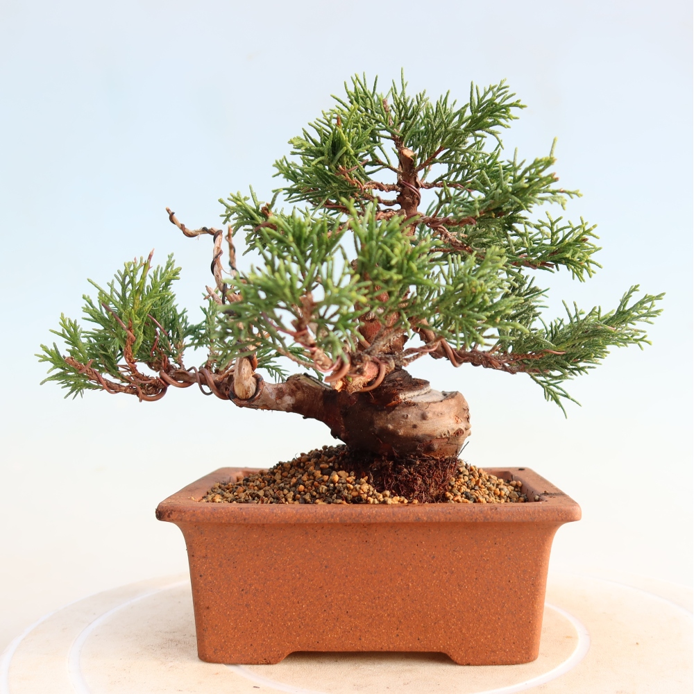 Outdoor bonsai - Juniperus chinensis Itoigawa - Chinese juniper