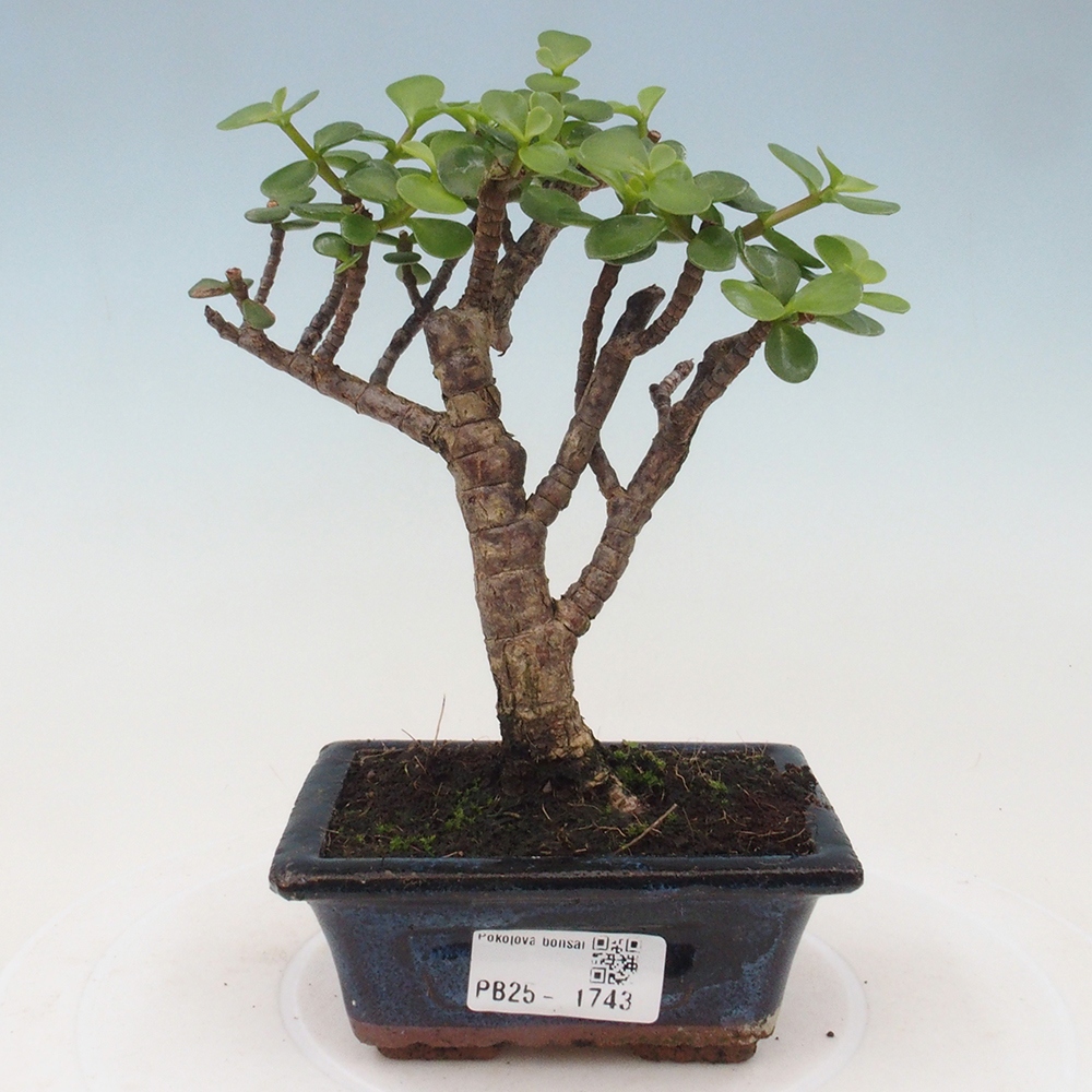 Zimmerbonsai - Portulakaria Afra - Tlustice