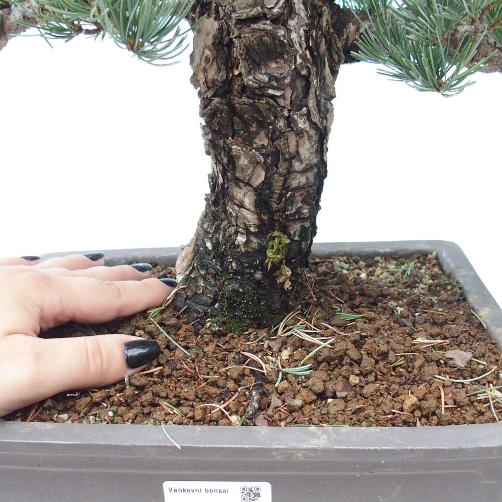Bonsai im Freien - Pinus parviflora - kleine Kiefer