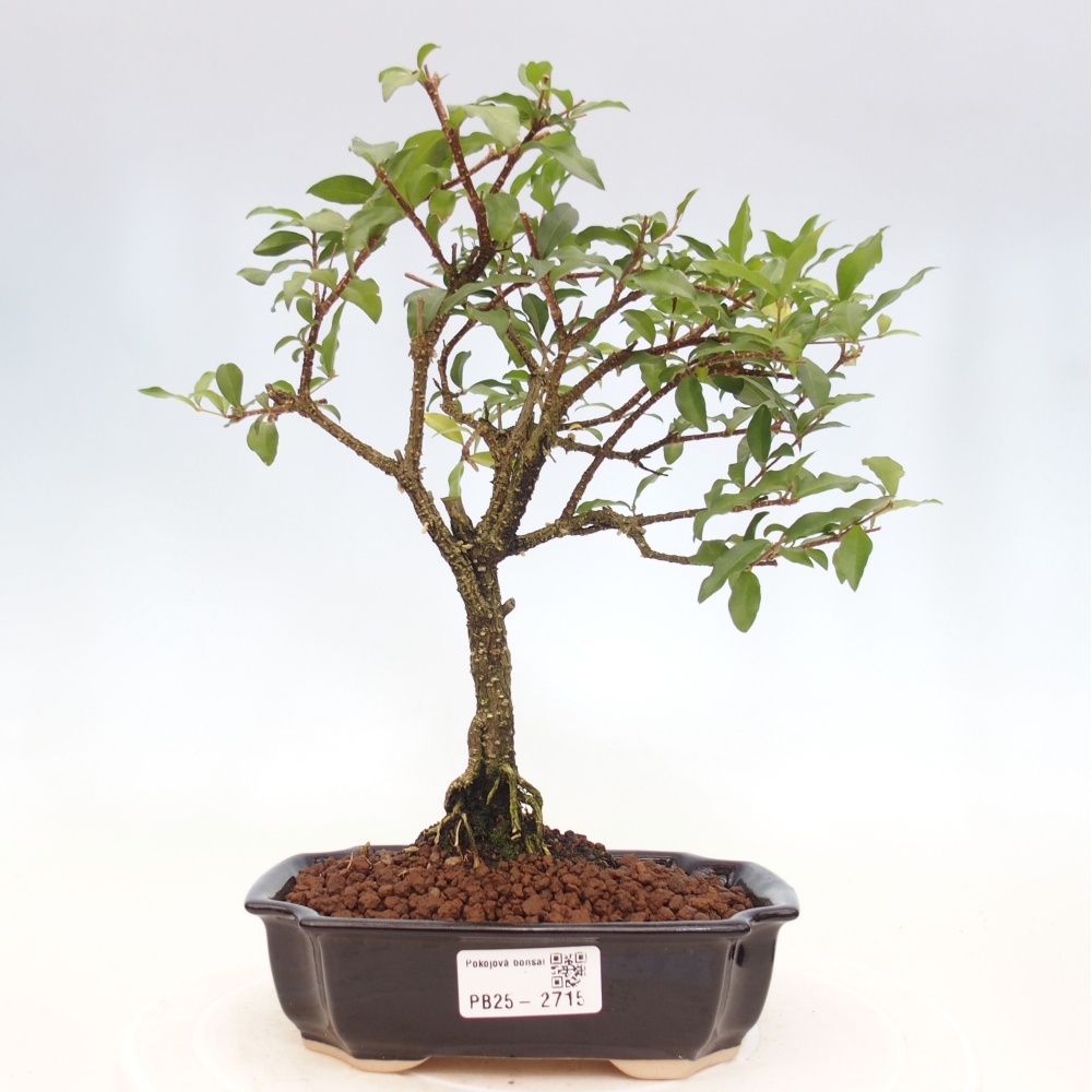 Zimmerbonsai - Malpighia coccigera - Barbdor-Kirsche