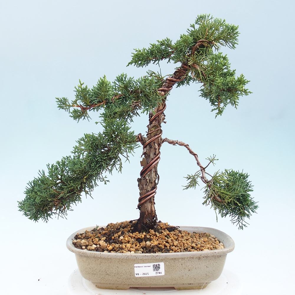 Outdoor-Bonsai - Juniperus chinensis Kishu - Chinesischer Wacholder