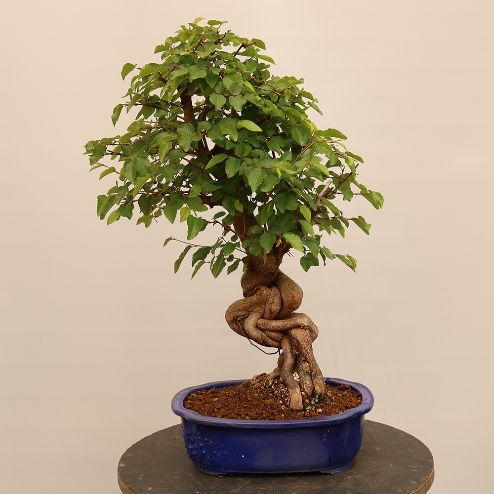 Bonsai im Freien - Carpinus Coreana - Koreanische Hainbuche
