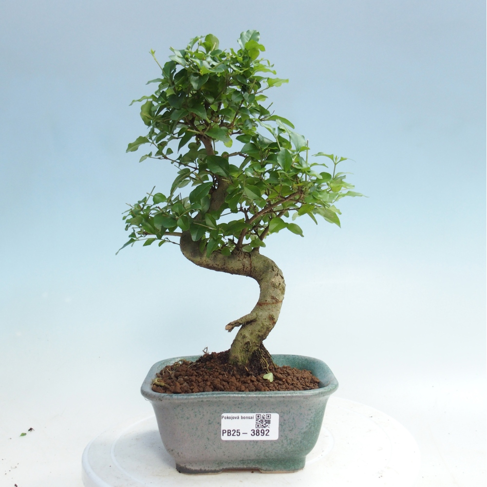 Zimmer Bonsai -Ligustrum chinensis - Vogelschnabel