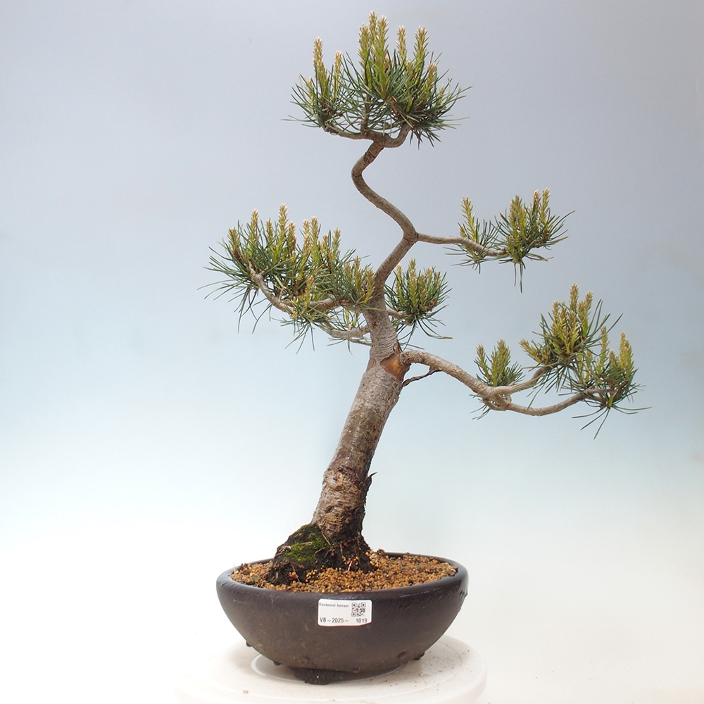 Bonsai im Freien - Pinus Sylvestris - Waldkiefer
