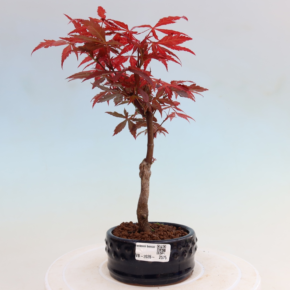 Bonsai für draußen - Acer-Palme. Atropurpureum-Javor palmate