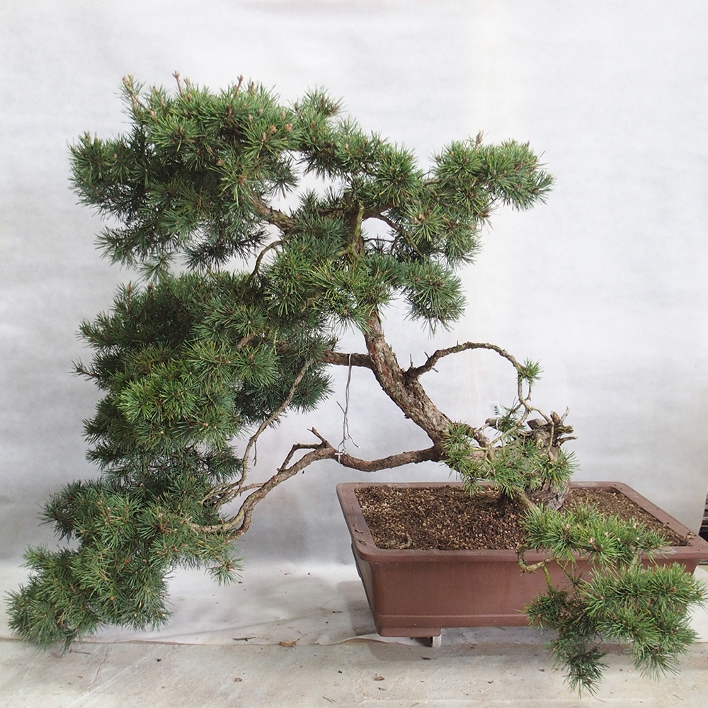 Yamadori - Pinus sylvestris 
