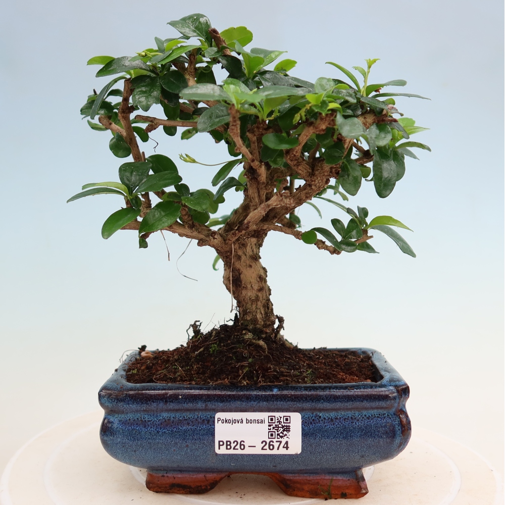 Zimmer-Bonsai - Carmona macrophylla - Tee-Fuki