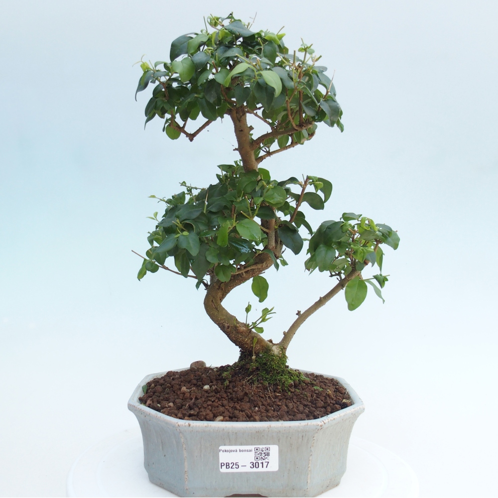 Indoor Bonsai -Ligustrum chinensis - Vogelschnabel