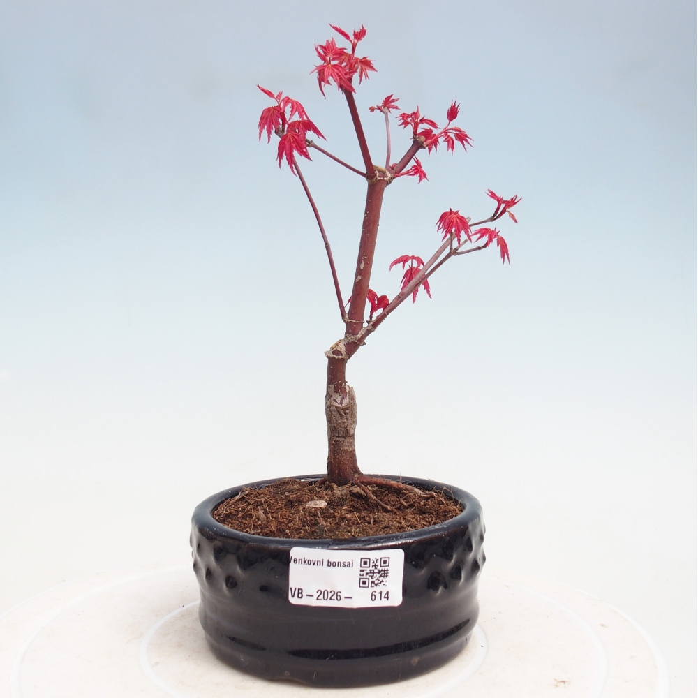 Bonsai für draußen - Acer palmatum DESHOJO