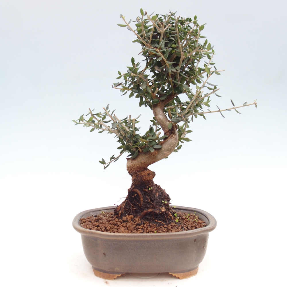 Zimmerbonsai - Olea europaea sylvestris