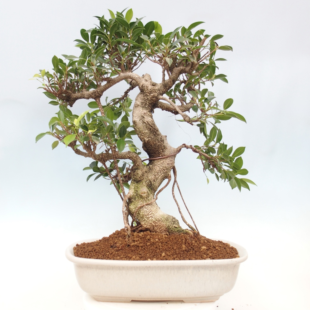Zimmerbonsai - Ficus kimmen - kleinblättriger Ficus - NUR PERSÖNLICHE ABHOLUNG oder Palettentransport